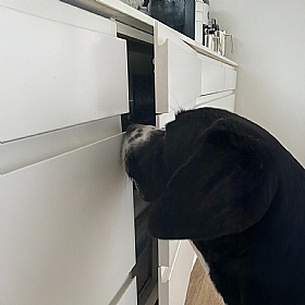 Dogspace Puppy Proofing Kit