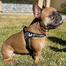 Treponti Easy Fit Camo Dog Harness with Adjustable Girth
