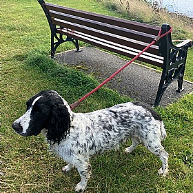Ruff and Tumble Clip Dog Leads