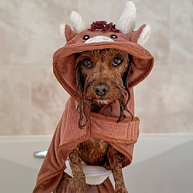 Harold the Highland Cow Dog Drying Robe