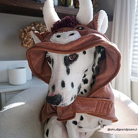 Harold the Highland Cow Dog Drying Robe