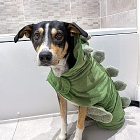 Dinopup Dog Drying Robe