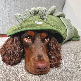 Dinopup Dog Drying Robe