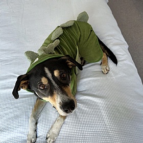 Dinopup Dog Drying Robe