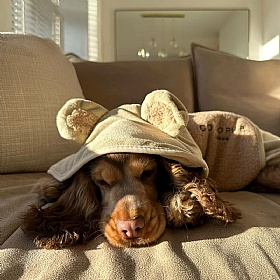 Teddy Dog Drying Robe