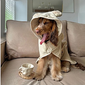 Teddy Dog Drying Robe