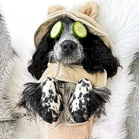 Teddy Dog Drying Robe