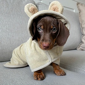 Teddy Dog Drying Robe