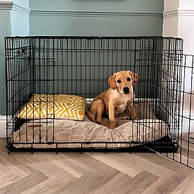 Heavy Duty Deluxe Dog Crates