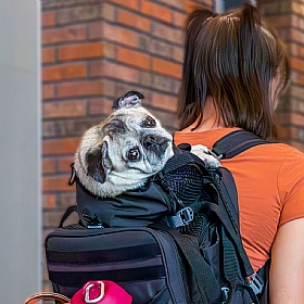 K9 Sky Pack Travel Dog Backpack and Carrier