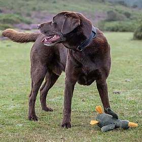 Floating Squeaky Bird Dog Toy