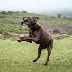 Floating Squeaky Bird Dog Toy