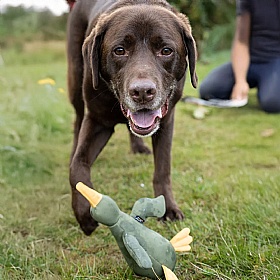 Floating Squeaky Bird Dog Toy