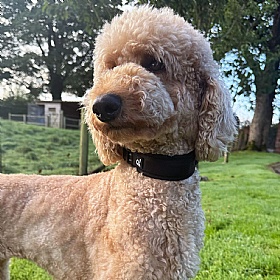 Quapas Ultra Comfort Dog Collar