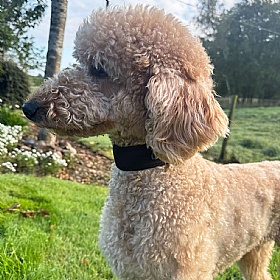 Quapas Ultra Comfort Dog Collar