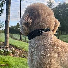 Quapas Ultra Comfort Dog Collar