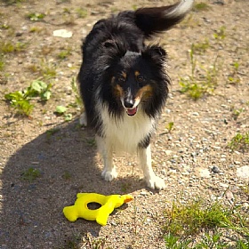 Floating Squeaky Duck Dog Toy