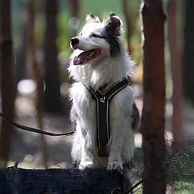 Quapas Easy Slip On Dog Harness