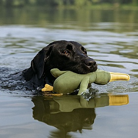 Floating Squeaky Bird Dog Toy