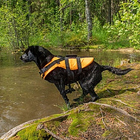 Rukka Water Dog Safety Life Vest