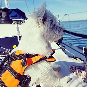 Rukka Water Dog Safety Life Vest