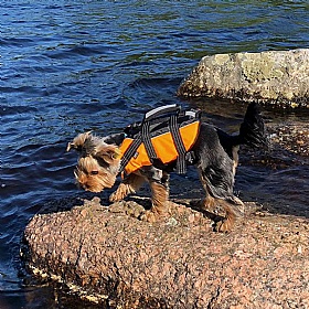 Rukka Water Dog Safety Life Vest