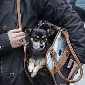 Urban Traveller Small Dog Tote Bag Carrier