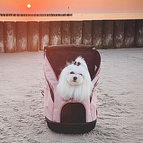 Ultralight Pro Dog Travel Backpack Carrier