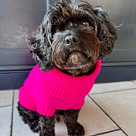 Wag & Wool Fandango Pink British Wool Dog Jumper