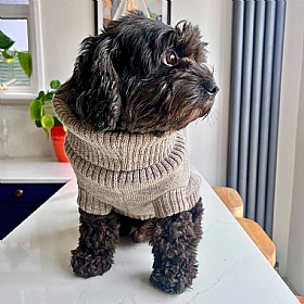 Wag & Wool Oatmeal British Wool Dog Jumper