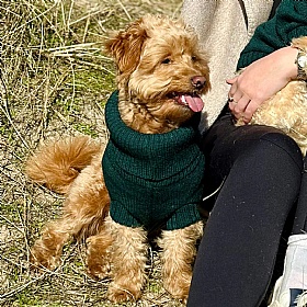 Wag & Wool Forest Green British Wool Dog jumper
