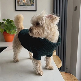 Wag & Wool Forest Green British Wool Dog jumper