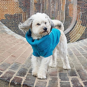 Wag & Wool Cerulean Blue British Wool Dog Jumper