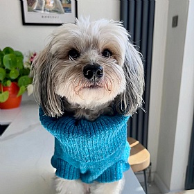 Wag & Wool Cerulean Blue British Wool Dog Jumper