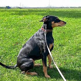 Morston Padded Leather Dog Collar