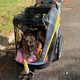 Hercules 2.0 XL Dog Pram with Free Raincover