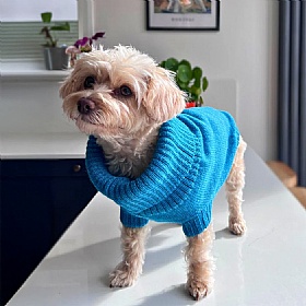 Cerulean Blue British Wool Dog Jumper and Matching Beanie Hat Set