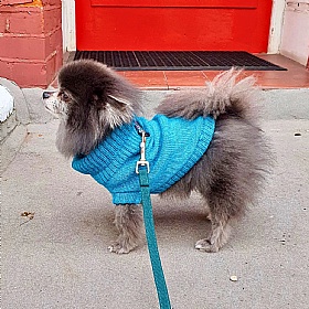 Cerulean Blue British Wool Dog Jumper and Matching Beanie Hat Set