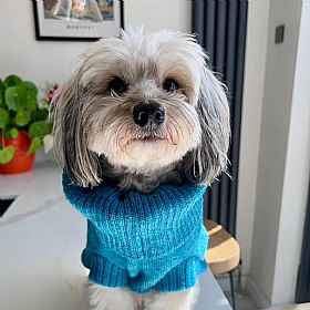 Cerulean Blue British Wool Dog Jumper and Matching Beanie Hat Set