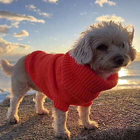 Lava Orange British Wool Dog Jumper and Matching Beanie Hat Set