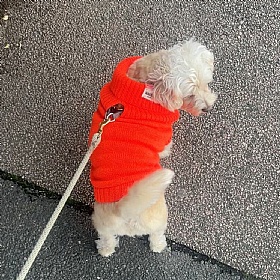 Lava Orange British Wool Dog Jumper and Matching Beanie Hat Set