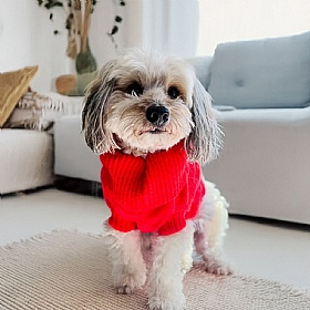 Lava Orange British Wool Dog Jumper and Matching Beanie Hat Set