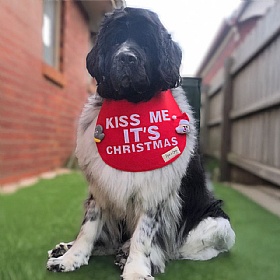 Piper & Gran Kiss Me it's Christmas Clip on Dog Drool Bib