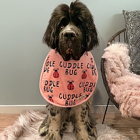 Piper & Gran Cuddlebug Pink Dog Drool Bib