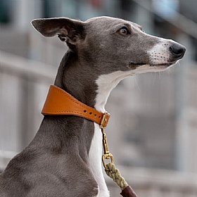 Storeys & Tails Padded Luxury Leather Sighthound Dog Collars