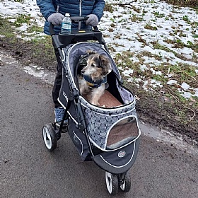 Allure Dog Pram