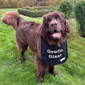 Piper & Gran Gentle Giant Dog Drool Bib