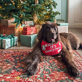 Piper & Gran Kiss Me it's Christmas Clip on Dog Drool Bib