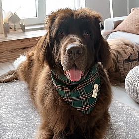 Piper & Gran Green Tartan Dog Drool Bandana Bib