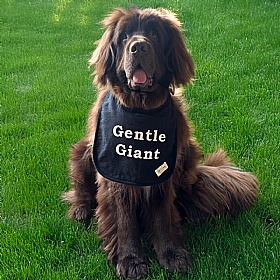 Piper & Gran Gentle Giant Dog Drool Bib